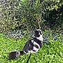 Charly participe au concours pour gagner de l'argent avec cette photo : cat, longhair_cat, black_and_white, harness, leash, grass, ivy, bush, foliage, outdoor, pet, fluffy_tail, sitting, profile_view, nature, small_flowers, daisy, greenery, curious, garden