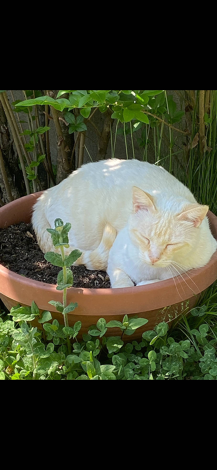 Bianco a rejoint le concours — aidez-le/la à gagner de superbes lots ! box, carnivore, cat, domestic_short_haired_cat, fawn, felidae, flower, flowerpot, grass, groundcover, houseplant, ingredient, landscape, plant, rectangle, shrub, small_to_medium_sized_cats, tail, whiskers, window