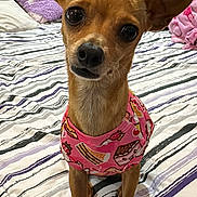 Penny is registered to the contest to win money with this photo: dog, small_dog, pet, bed, blanket, pillow, clothing, pink_shirt, ears, cute, indoor, striped_bedspread, brown_fur, looking_at_camera, animal, domestic_animal, furniture, cozy, portrait, canine