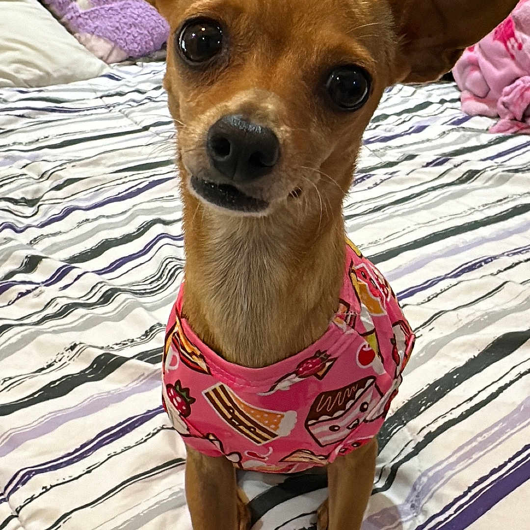 Penny is registered to the contest to win money with this photo: animal, bed, blanket, brown_fur, canine, clothing, cozy, cute, dog, domestic_animal, ears, furniture, indoor, looking_at_camera, pet, pillow, pink_shirt, portrait, small_dog, striped_bedspread