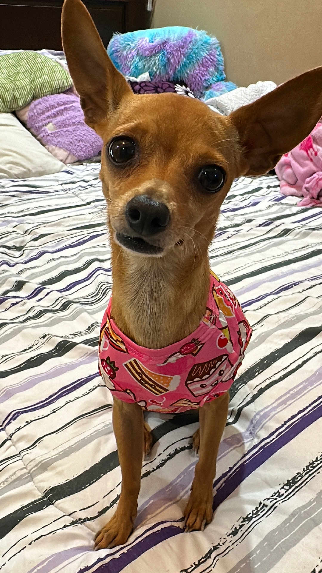 Penny is registered to the contest to win money with this photo: dog, small_dog, pet, bed, blanket, pillow, clothing, pink_shirt, ears, cute, indoor, striped_bedspread, brown_fur, looking_at_camera, animal, domestic_animal, furniture, cozy, portrait, canine