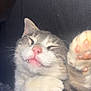 Itty Bitty is registered to the contest to win money with this photo: animal, cat, closeup, cozy, cute, cute_face, domestic_animal, fangs, feline, fur, indoor, mammal, nose, paw, pet, pink_nose, relaxed, resting, sleeping, whiskers
