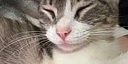 Itty Bitty joined the competition — help win amazing prizes! animal, cat, close_up, cozy, cute, domestic_cat, face, feline, fur, indoor, mammal, peaceful, pet, pink_nose, relaxation, resting, sleeping, soft, whisker, whiskers