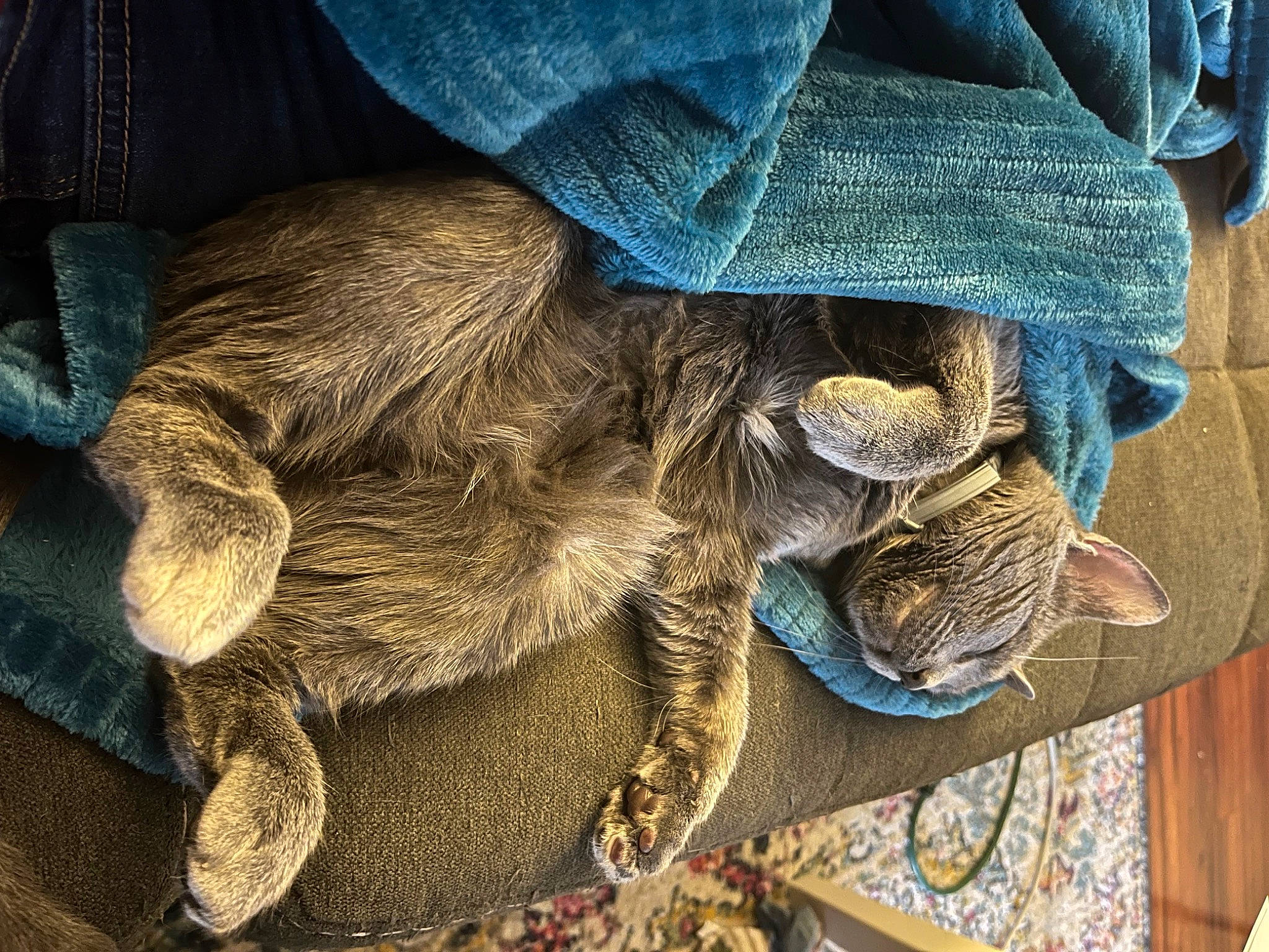 Georgia is registered to the contest to win money with this photo: cat, comfort, denim, electric_blue, fashion_accessory, felidae, fur, hat, human_leg, liver, natural_material, pattern, sleeve, tail, terrestrial_animal, textile, wood, wool, working_animal