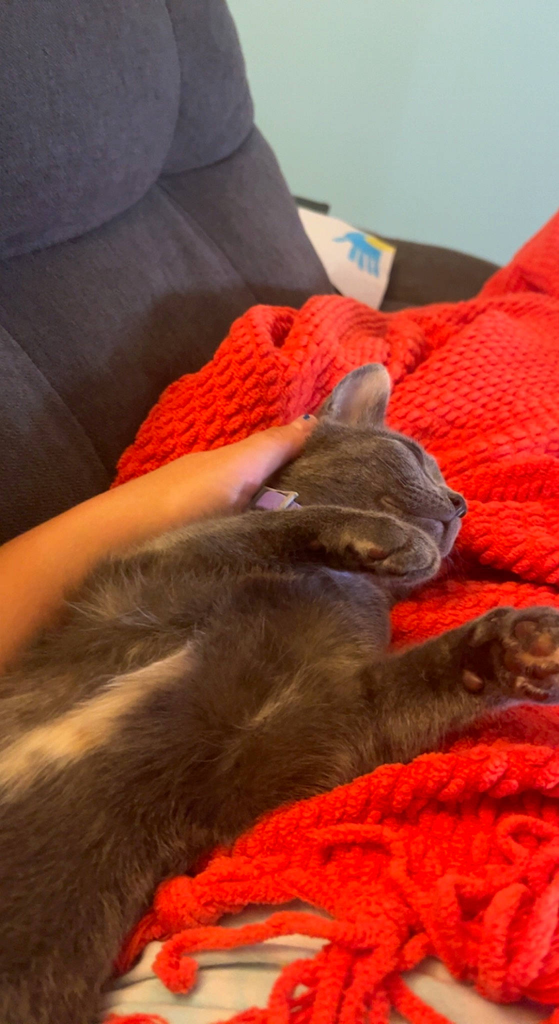 Georgia is registered to the contest to win money with this photo: carmine, cat, claw, comfort, electric_blue, felidae, fur, human_leg, linens, nail, nap, orange, room, small_to_medium_sized_cats, tail, thread, whiskers, wood, wool, woolen