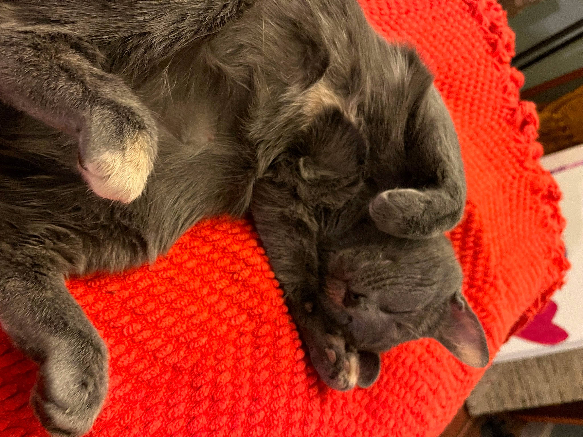 Georgia joined the competition — help win amazing prizes! canidae, carnivore, cat, claw, comfort, companion_dog, dog_breed, fawn, felidae, fur, liver, mammal, paw, small_to_medium_sized_cats, snout, sporting_group, tail, whiskers, wood, wrinkle