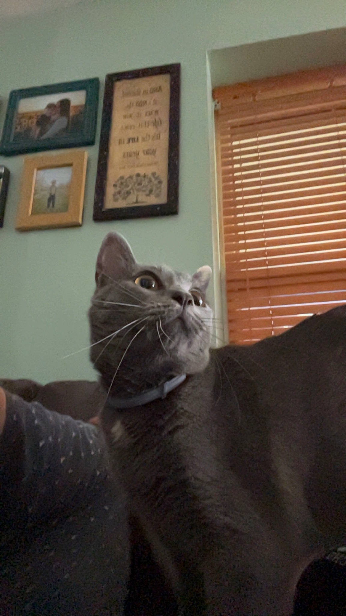 Georgia joined the competition — help win amazing prizes! carnivore, cat, comfort, domestic_short_haired_cat, felidae, fur, grey, paw, picture_frame, room, sitting, small_to_medium_sized_cats, snout, tail, terrestrial_animal, whiskers, window, window_blind, window_covering, wood