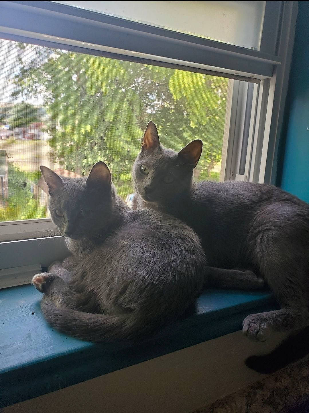 Sally joined the competition — help win amazing prizes! black_cat, carnivore, cat, comfort, domestic_short_haired_cat, felidae, fixture, fur, grey, house, mammal, plant, shade, small_to_medium_sized_cats, tail, tints_and_shades, tree, whiskers, window, wood