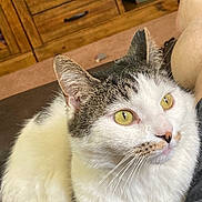 Knucklehead joined the competition — help win amazing prizes! cat, indoor, pet, feline, close_up, yellow_eyes, curious, white_fur, tabby_fur, whiskers, ears, nose, comfort, cabinet, wooden_furniture, carpet, domestic_animal, portrait, animal_face, relaxed