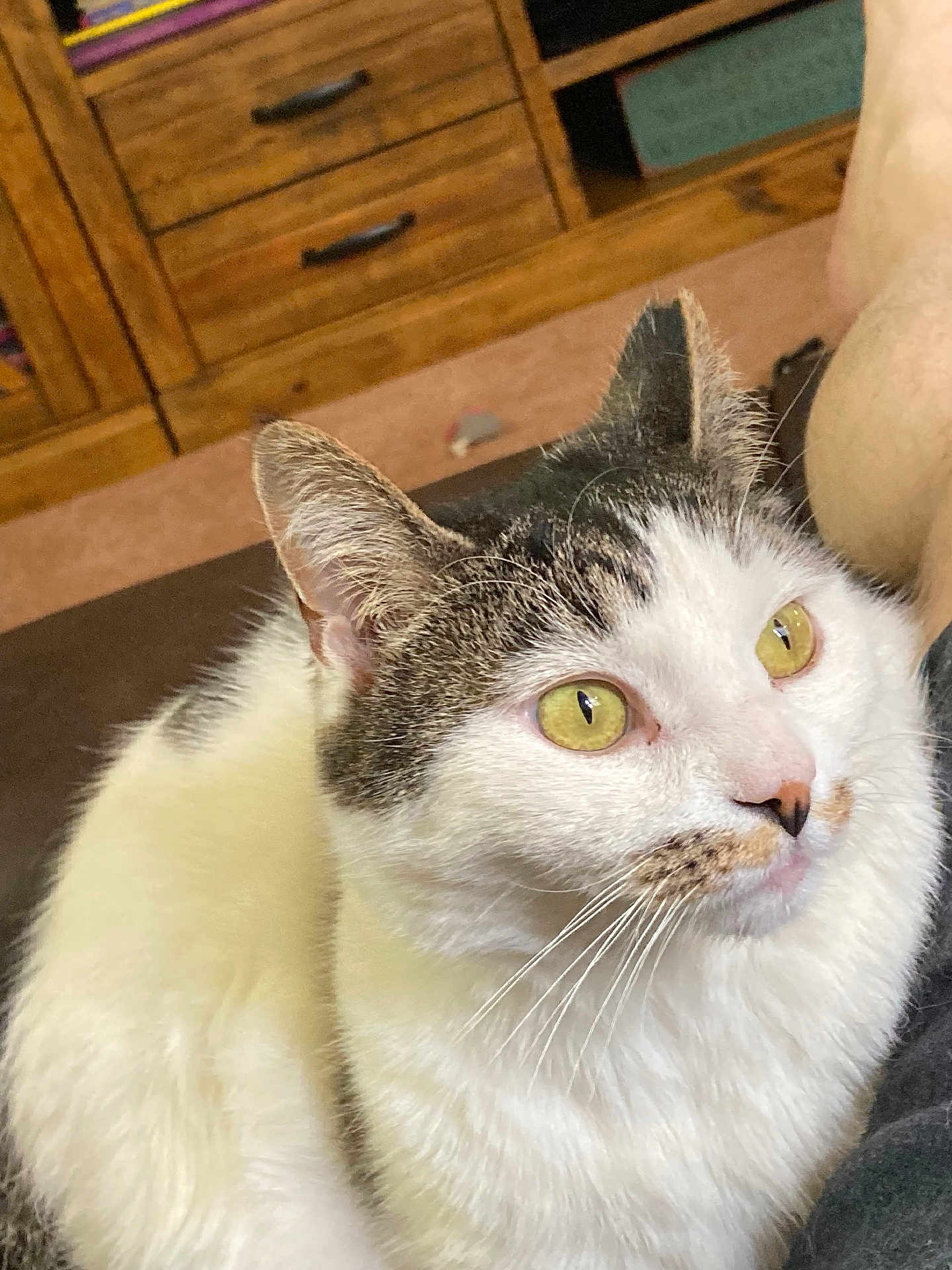 Knucklehead joined the competition — help win amazing prizes! cat, indoor, pet, feline, close_up, yellow_eyes, curious, white_fur, tabby_fur, whiskers, ears, nose, comfort, cabinet, wooden_furniture, carpet, domestic_animal, portrait, animal_face, relaxed