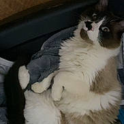 Romeo joined the competition — help win amazing prizes! animal, black, blanket, brown, cat, cozy, cute, domestic_cat, feline, fluffy, fur, indoor, paw, pet_bed, relaxed, resting, soft, whiskers, white, wide_eyes