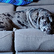 Littleman is registered to the contest to win money with this photo: dog, canine, merle_coat, gray_dog, black_spots, lying_down, sleepy, couch, sofa, blanket, jacket, living_room, indoor, pet, animal, portrait, relaxed, carpet, furniture, smartphone_screenshot