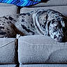 dog, canine, merle_coat, gray_dog, black_spots, lying_down, sleepy, couch, sofa, blanket, jacket, living_room, indoor, pet, animal, portrait, relaxed, carpet, furniture, smartphone_screenshot