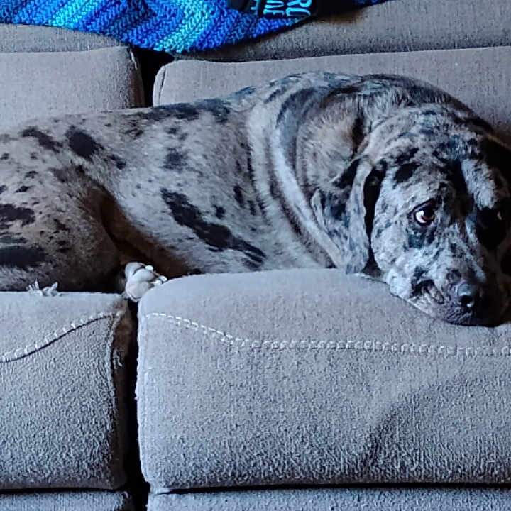 Littleman is registered to the contest to win money with this photo: dog, canine, merle_coat, gray_dog, black_spots, lying_down, sleepy, couch, sofa, blanket, jacket, living_room, indoor, pet, animal, portrait, relaxed, carpet, furniture, smartphone_screenshot