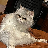 Cherry is registered to the contest to win money with this photo: cat, fluffy, white, gray, pet, indoor, furniture, blanket, chair, relaxed, animal, cute, mammal, domestic, cozy, fur, whiskers, paw, face, resting