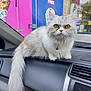 cat, fluffy, golden_eyes, purple_collar, dashboard, car_interior, window, advertisement, ice_cream, person, yellow_jacket, fur, pet, animal, indoor, closeup, cute, domestic_cat, sitting, looking