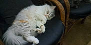 Cherry joined the competition — help win amazing prizes! cat, sleeping, fluffy, white_cat, orange_spots, wicker_chair, black_cushion, indoor, pet, cozy, resting, animal, feline, paw, tail, fur, cute, relaxation, quiet, comfortable