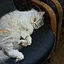 cat, sleeping, fluffy, white_cat, orange_spots, wicker_chair, black_cushion, indoor, pet, cozy, resting, animal, feline, paw, tail, fur, cute, relaxation, quiet, comfortable