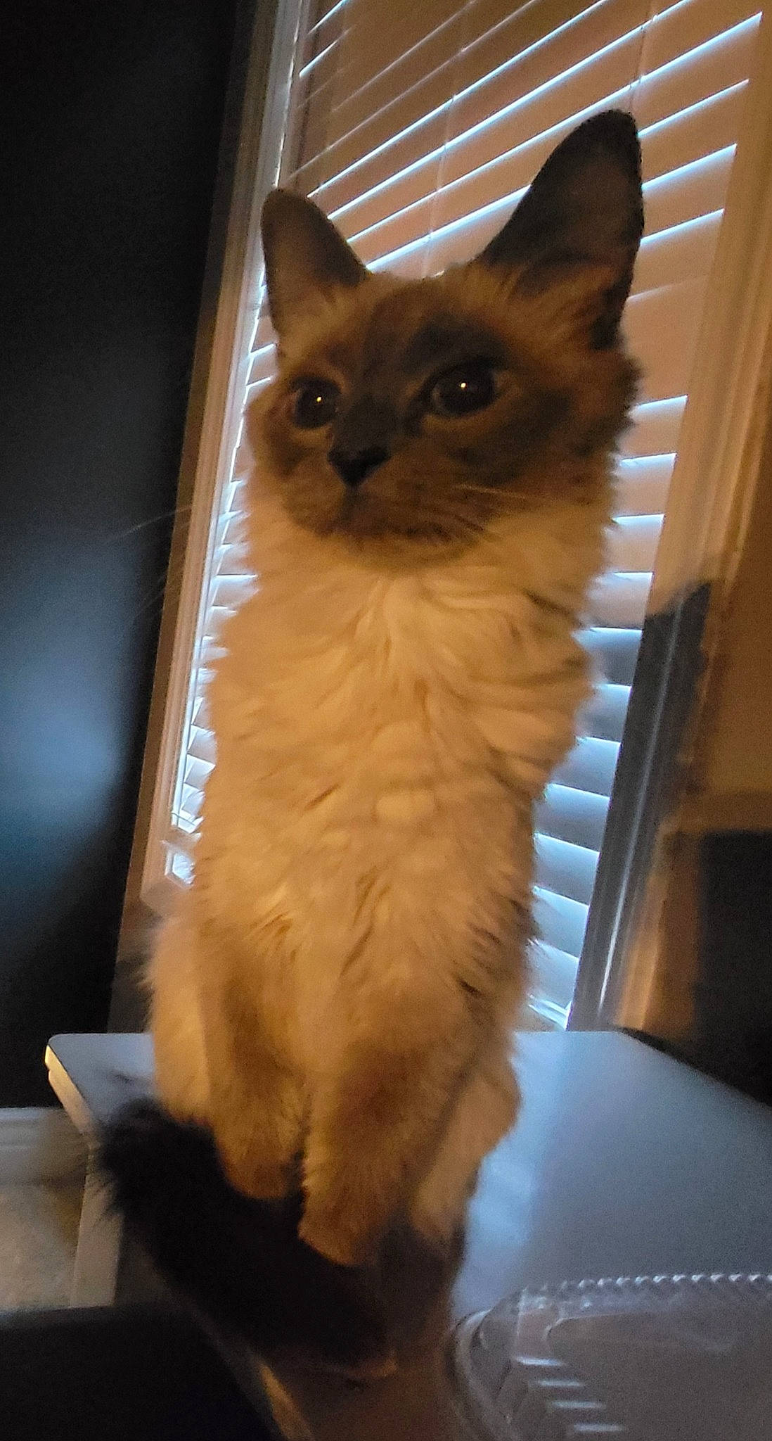 Shiloh is registered to the contest to win money with this photo: balinese, birman, carnivore, cat, domestic_short_haired_cat, fawn, felidae, flooring, fur, iris, paw, siamese, small_to_medium_sized_cats, snout, tail, thai, tonkinese, whiskers, wood