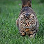 cat, tabby, animal, grass, outdoor, nature, feline, pet, mammal, walking, green, fur, whiskers, eyes, tail, predator, closeup, focus, wildlife, field