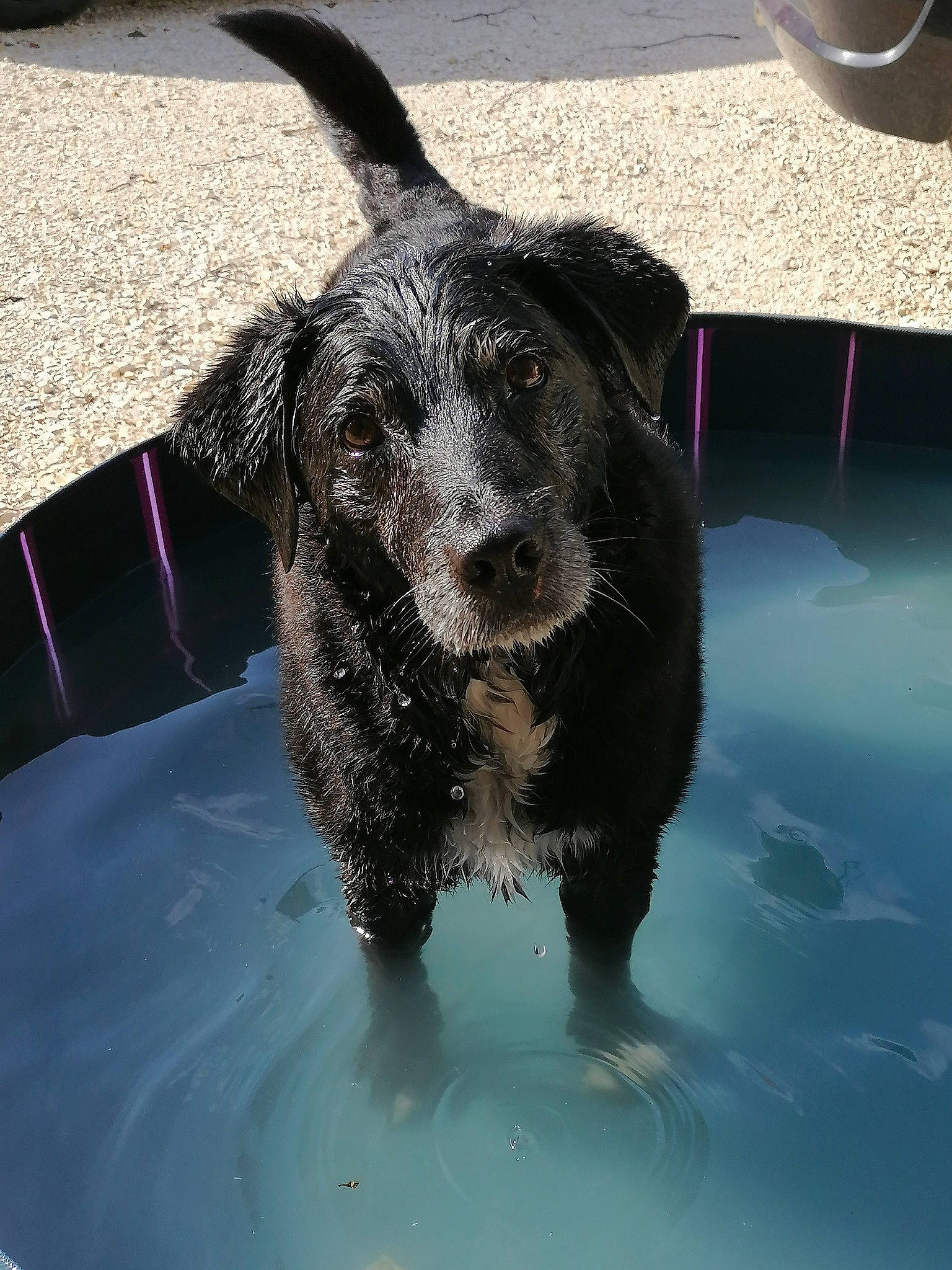 Google participe au concours pour gagner de l'argent avec cette photo : bathing, canidae, carnivore, collar, companion_dog, dog, dog_breed, dog_collar, dog_supply, fur, guard_dog, non_sporting_group, puppy, snout, sporting_group, toy_dog, water, whiskers, working_animal, working_dog