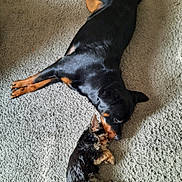 Snickers And Reese joined the competition — help win amazing prizes! dog, puppy, carpet, black_dog, small_dog, lying_down, pet, animal, relaxing, companions, indoors, fur, cute, sleeping, resting, brown_paws, curled_up, nose_to_nose, two_dogs, cozy