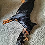 dog, puppy, carpet, black_dog, small_dog, lying_down, pet, animal, relaxing, companions, indoors, fur, cute, sleeping, resting, brown_paws, curled_up, nose_to_nose, two_dogs, cozy
