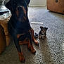 Snickers And Reese is registered to the contest to win money with this photo: dog, rottweiler, puppy, carpet, living_room, leather_chair, small_dog, large_dog, pets, animal, fur, indoor, floor, friendship, cute, companions, domestic, canine, relaxed, sunlight