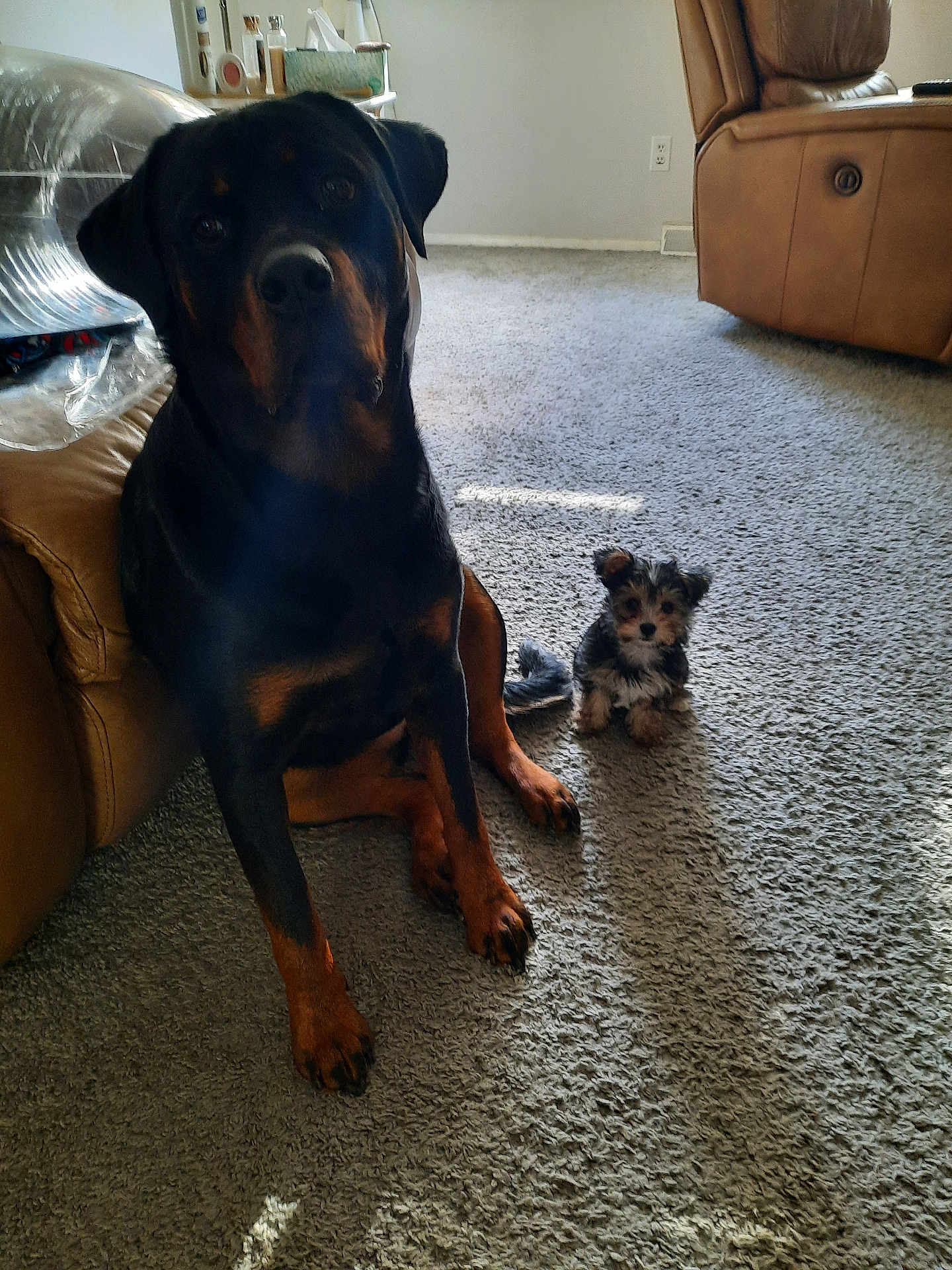Snickers And Reese is registered to the contest to win money with this photo: dog, rottweiler, puppy, carpet, living_room, leather_chair, small_dog, large_dog, pets, animal, fur, indoor, floor, friendship, cute, companions, domestic, canine, relaxed, sunlight