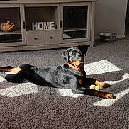 Reese is registered to the contest to win money with this photo: dog, rottweiler, carpet, bone, toy, sunlight, indoor, cabinet, decor, fish_figurine, home_letters, pet, animal, black_and_tan, collar, relaxed, floor, living_room, shadow, curious