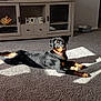 animal, black_and_tan, bone, cabinet, carpet, collar, curious, decor, dog, fish_figurine, floor, home_letters, indoor, living_room, pet, relaxed, rottweiler, shadow, sunlight, toy