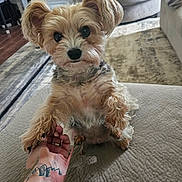 Snickers joined the competition — help win amazing prizes! dog, puppy, small_dog, pet, cute, fur, paw, hand, tattoo, couch, living_room, carpet, furniture, indoors, friendly, animal, companion, domestic_animal, cute_pet, close_up