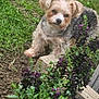 animal, canine, curious, cute, daylight, dog, fluffy, friendly, garden, green_grass, head_tilt, nature, outdoor, pet, plants, purple_flowers, small_dog, soil, spring, summer