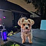 animal, backyard, blurred_background, canine, curious, cute, dark, dog, evening, fur, garden, grass, house, lamp, moon, night, outdoor, pet, small_dog, table