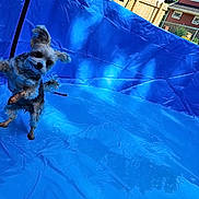 Snickers is registered to the contest to win money with this photo: active, animal, backyard, blue_pool, canine, daylight, dog, fence, fun, grass, house, inflatable_pool, jumping, outdoor, pet, playful, small_dog, summer, sunlight, water
