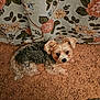 animal, brown_rug, carpet, companion, cozy, curious, curtain, cute, dog, ears, floral_pattern, fluffy, fur, home, indoor, looking_up, pet, relaxed, small_dog, texture