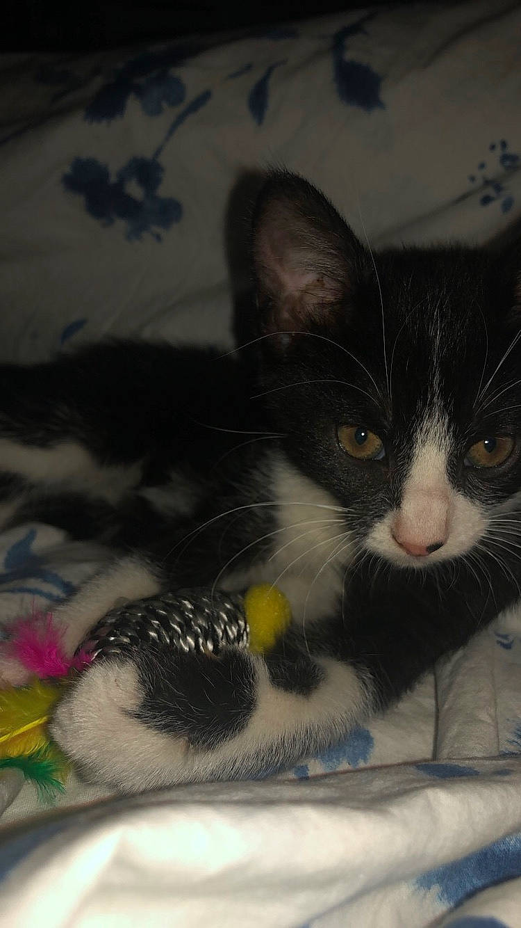 Gala participe au concours pour gagner de l'argent avec cette photo : black_and_white, carnivore, cat, domestic_short_haired_cat, felidae, fur, kitten, mammal, polydactyl_cat, small_to_medium_sized_cats, snout, whiskers