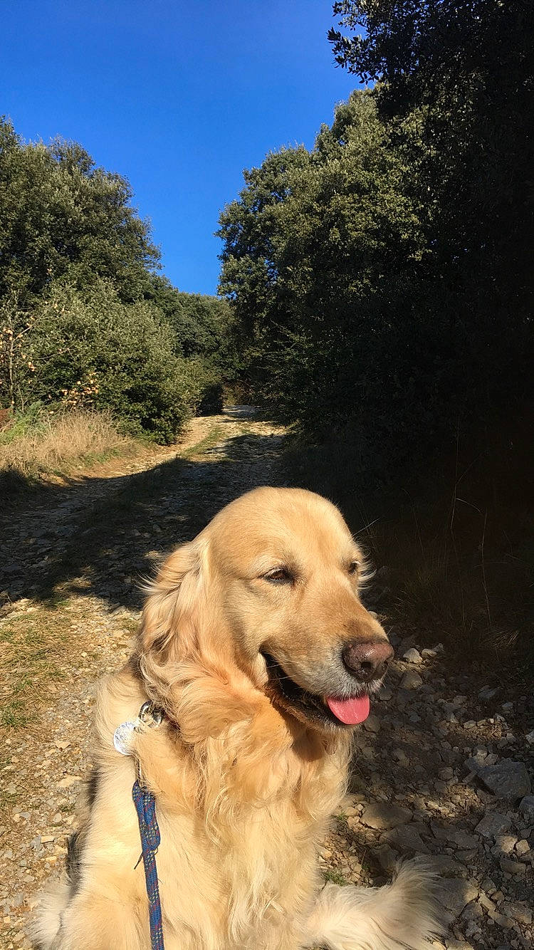 Flip participe au concours pour gagner de l'argent avec cette photo : adventure, canidae, carnivore, companion_dog, dog, dog_breed, fawn, golden_retriever, hovawart, retriever, snout, sporting_group