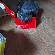 Angel participe au concours pour gagner de l'argent avec cette photo : cat, gray_cat, box, shoebox, floor, wooden_floor, indoor, pet, animal, feline, resting, cute, cozy, small_space, home, domestic, fur, whiskers, ears, green_eyes