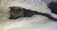 Angel a rejoint le concours — aidez-le/la à gagner de superbes lots ! cat, gray_cat, bed, blanket, white_bedding, indoor, resting, pet, feline, cozy, animal, fur, domestic_cat, lying_down, quiet, comfort, relaxed, home, sleepy, cute