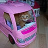 Simba a rejoint le concours — aidez-le/la à gagner de superbes lots ! kitten, cat, toy_bus, pink, indoor, wooden_floor, toy_castle, orange_cat, curious, fluffy, pet, animal, cute, playtime, window, childrens_toy, floor, small, domestic_cat, young_cat