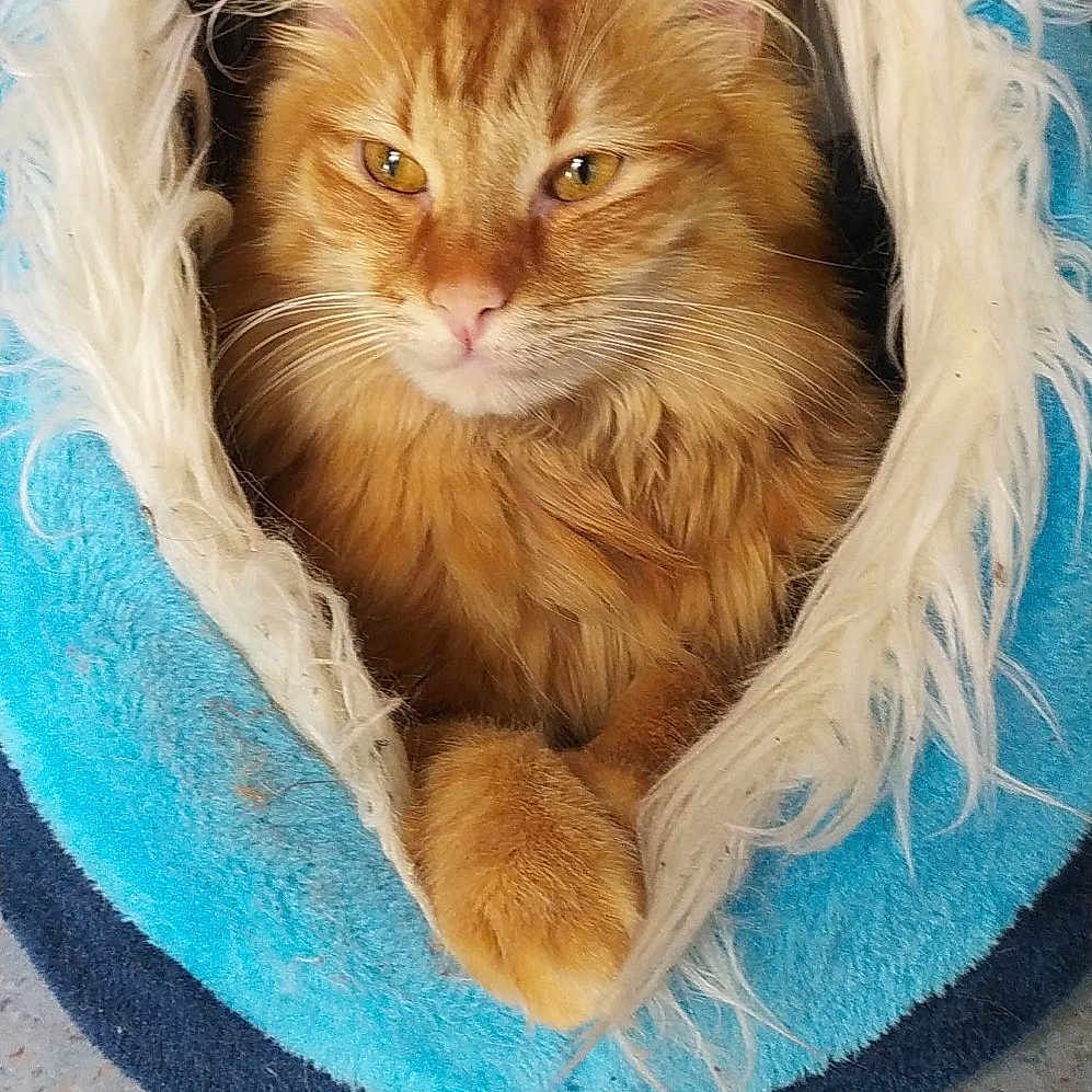 Simba a rejoint le concours — aidez-le/la à gagner de superbes lots ! cat, ginger_cat, pet_bed, fluffy, cozy, indoor, relaxed, animal, fur, orange, cute, resting, comfort, closeup, portrait, feline, soft, warm, home, pet
