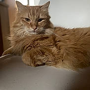 Simba a rejoint le concours — aidez-le/la à gagner de superbes lots ! cat, ginger_cat, fluffy, feline, pet, indoor, chair, white_chair, relaxed, resting, fur, whiskers, close_up, portrait, animal, domestic_animal, cozy, home, background_blur, lazy