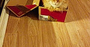 Simba participe au concours pour gagner de l'argent avec cette photo : cat, orange_cat, box, cardboard_box, floor, wooden_floor, indoor, pet, feline, curious, animal, fur, cabinet, home, cozy, looking_at_camera, domestic_cat, cute, small_space, resting