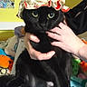 black_cat, cat, animal, pet, indoor, bed, blanket, person, hand, bonnet, green_eyes, yellow_wall, poster, colorful, furniture, cozy, cute, domestic, resting, holding