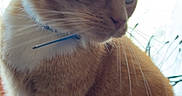 Karamel participe au concours pour gagner de l'argent avec cette photo : animal, blue_eyes, cat, closeup, collar, curious, curtains, cute, domestic_cat, feline, fur, indoor, natural_light, orange_tabby, pet, portrait, sitting, tail, whiskers, window
