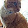 cat, orange_tabby, indoor, pet, feline, blue_eyes, fur, whiskers, tail, collar, curtains, window, natural_light, closeup, animal, domestic_cat, sitting, portrait, cute, curious