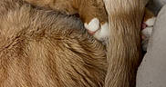 Karamel participe au concours pour gagner de l'argent avec cette photo : cat, sleeping, ginger_cat, fur, tail, paws, blanket, cozy, indoor, pet, relaxed, cute, animal, whiskers, close_up, resting, soft, nap, domestic_cat, feline