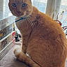 cat, orange_cat, tabby, pet, indoor, collar, blue_collar, sitting, curious, feline, household, board_games, stacked_games, lace_curtains, window, daylight, soft_surface, whiskers, tail, fur