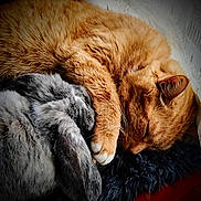 Karamel a rejoint le concours — aidez-le/la à gagner de superbes lots ! cat, rabbit, sleeping, cozy, fur, animal, pet, cushion, closeup, indoor, resting, soft, cute, friendship, nap, ginger_cat, grey_rabbit, domestic_animal, peaceful, companion